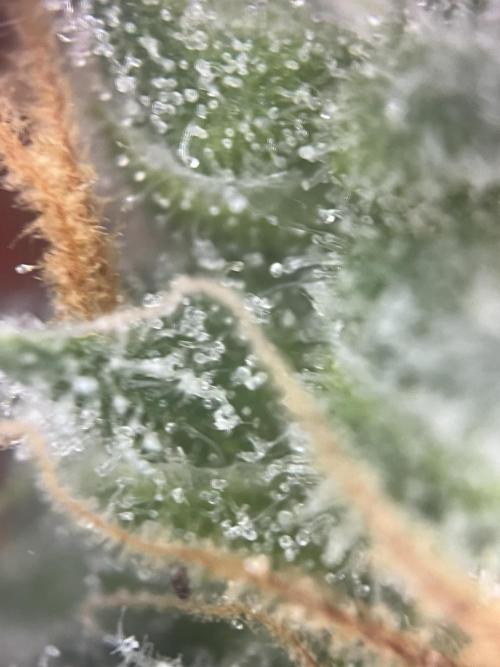 Blue Sunset Sherbert. Week 14