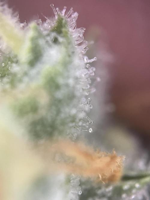 Blue Sunset Sherbert. Week 14