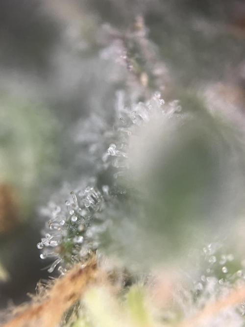 Blue Sunset Sherbert. Week 14