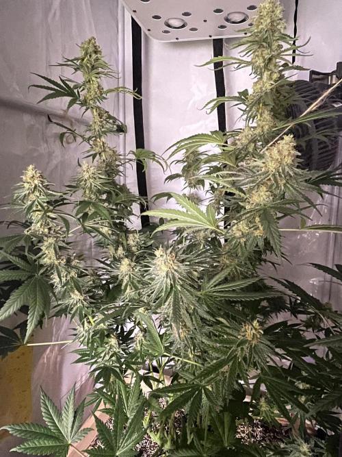 Blue Sunset Sherbert. Week 15