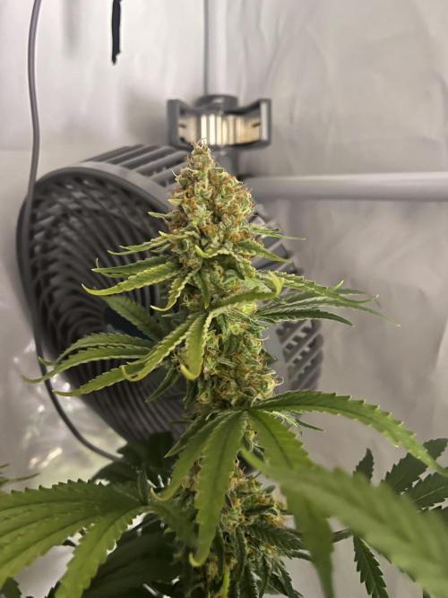 Blue Sunset Sherbert. Week 15