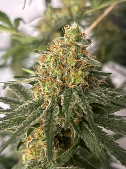 Blue Sunset Sherbert. Week 15