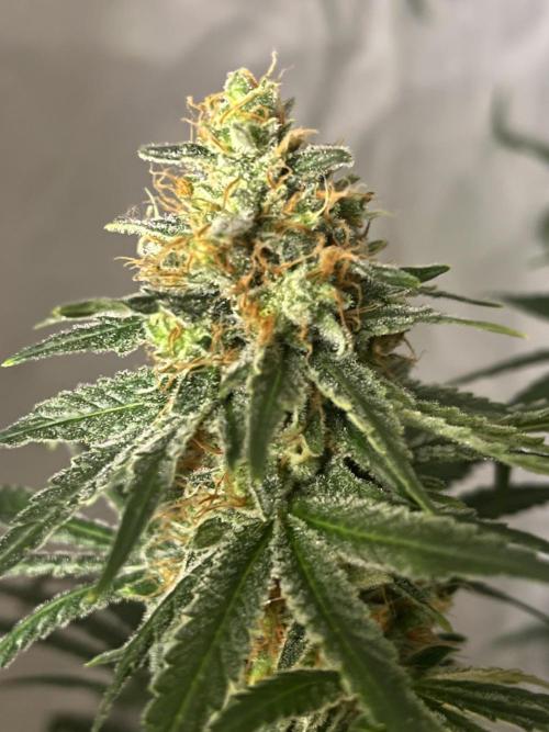 Blue Sunset Sherbert. Week 15