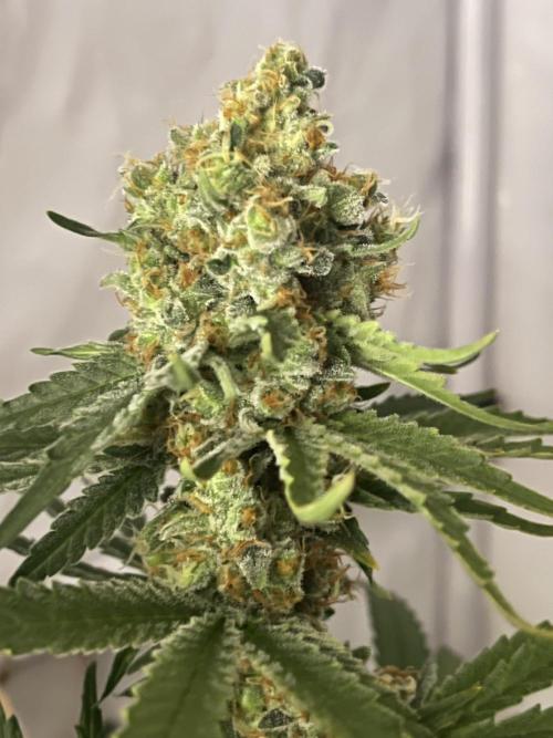 Blue Sunset Sherbert. Week 15