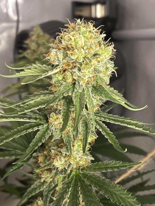 Blue Sunset Sherbert. Week 15