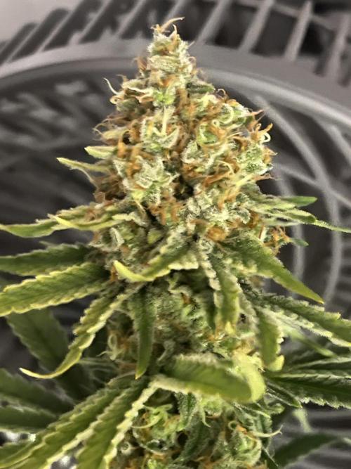 Blue Sunset Sherbert. Week 15