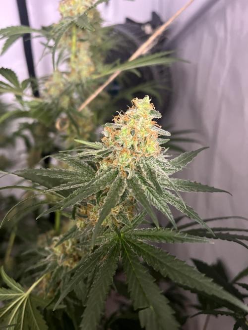 Blue Sunset Sherbert. Week 15