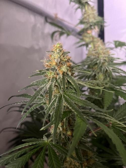 Blue Sunset Sherbert. Week 15