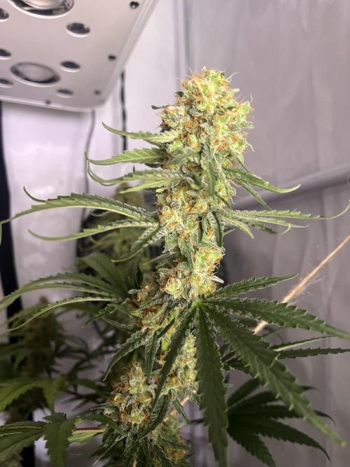 Blue Sunset Sherbert. Week 15