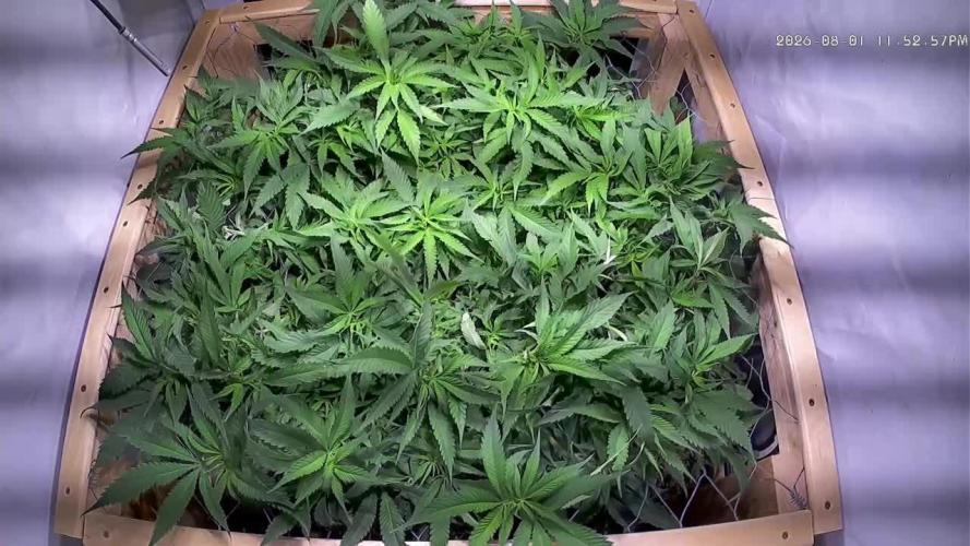 Utopia Haze