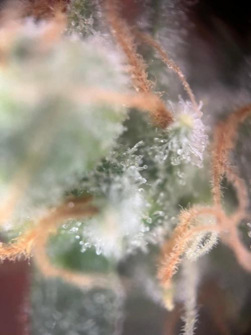 Blue Sunset Sherbert. Week 16