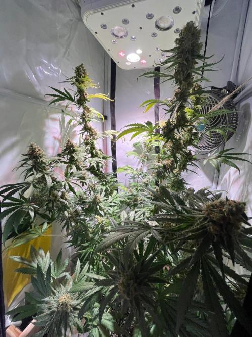 Blue Sunset Sherbert. Week 16