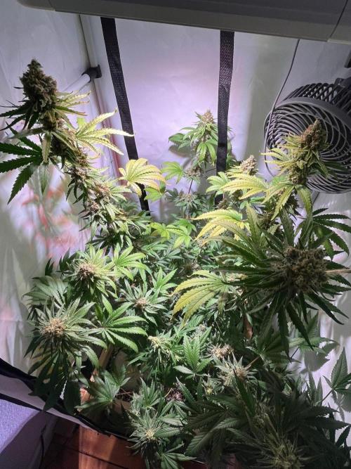Blue Sunset Sherbert. Week 16