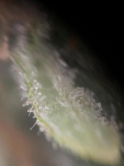 Blue Sunset Sherbert. Week 16