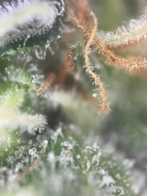 Blue Sunset Sherbert. Week 16
