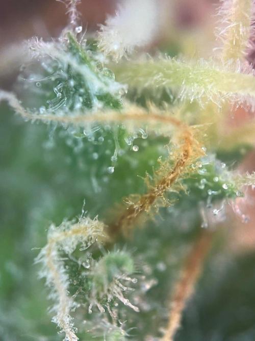 Blue Sunset Sherbert. Week 16
