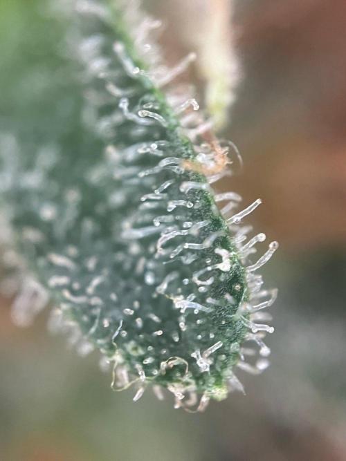 Blue Sunset Sherbert. Week 16
