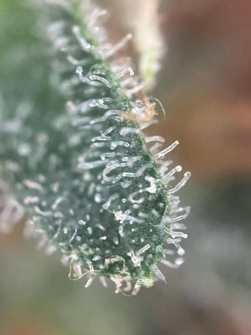 Blue Sunset Sherbert. Week 16