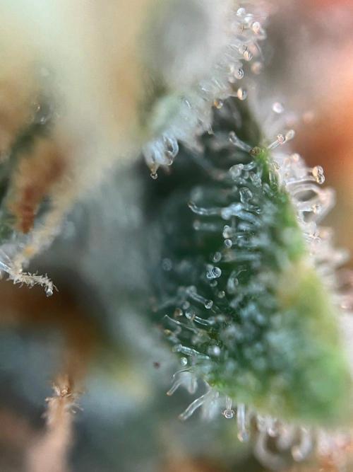 Blue Sunset Sherbert. Week 16
