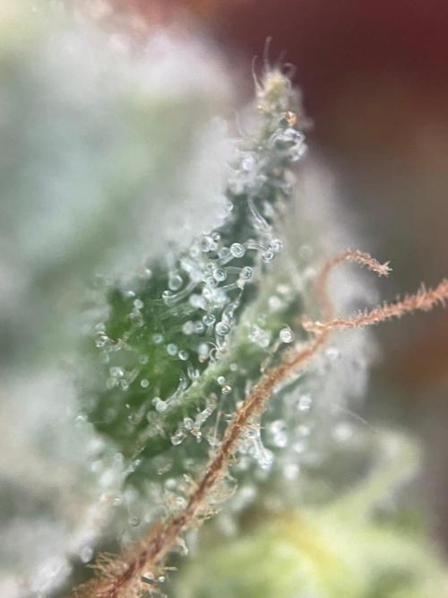Blue Sunset Sherbert. Week 16