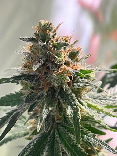 Blue Sunset Sherbert. Week 16