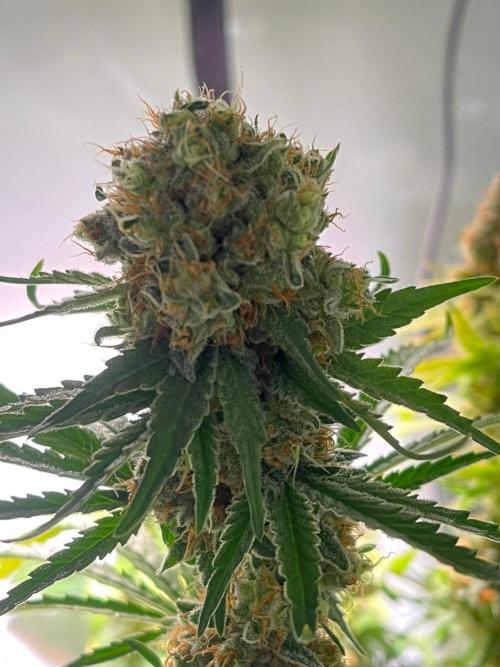 Blue Sunset Sherbert. Week 16