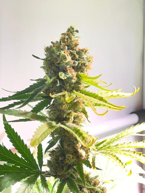 Blue Sunset Sherbert. Week 16