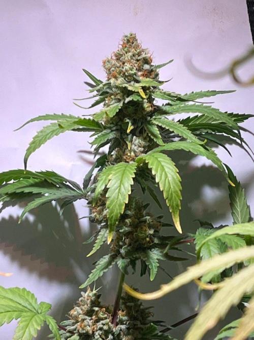 Blue Sunset Sherbert. Week 16