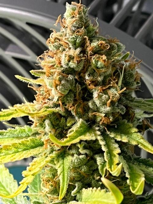 Blue Sunset Sherbert. Week 16