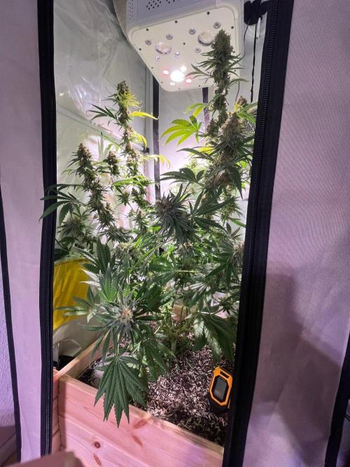 Blue Sunset Sherbert. Week 16