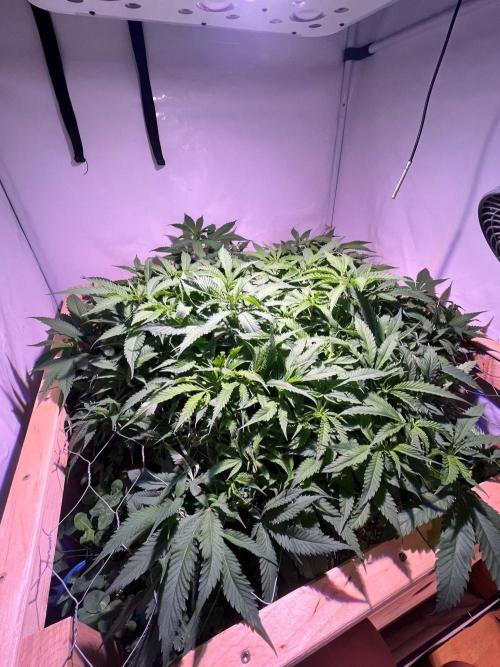 Utopia Haze. Week 18