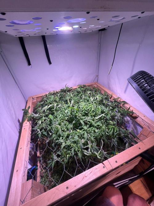 Utopia Haze. Week 18