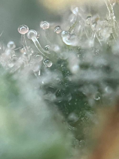 Blue Sunset Sherbert. Week 17