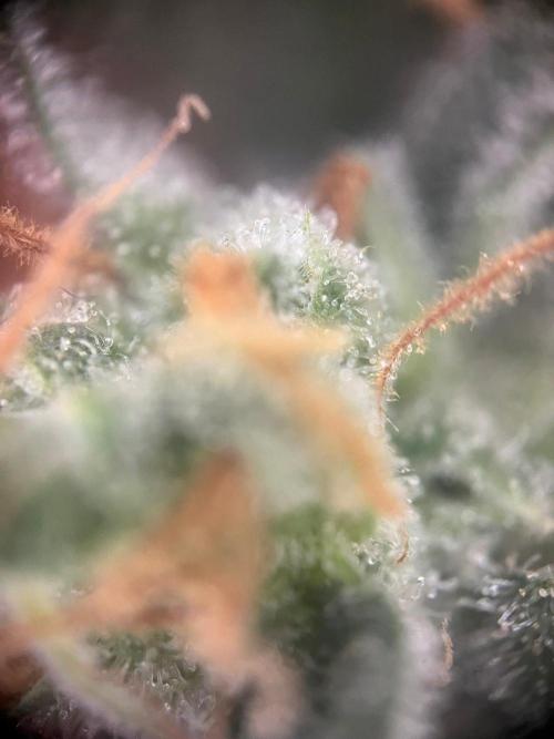 Blue Sunset Sherbert. Week 17