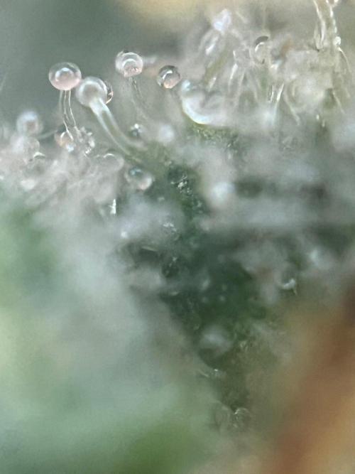 Blue Sunset Sherbert. Week 17