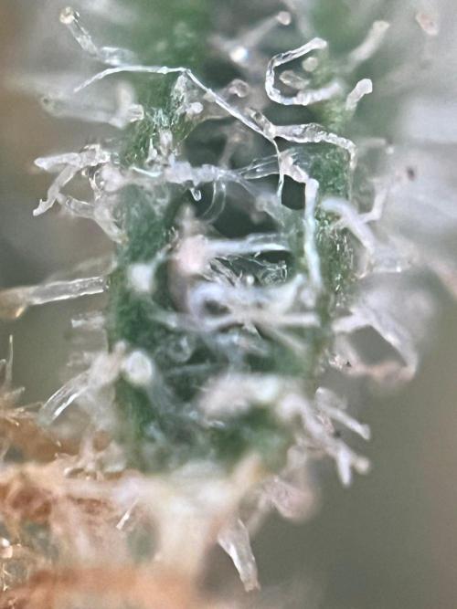 Blue Sunset Sherbert. Week 17