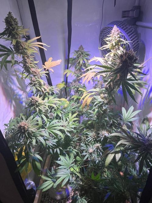 Blue Sunset Sherbert. Week 17
