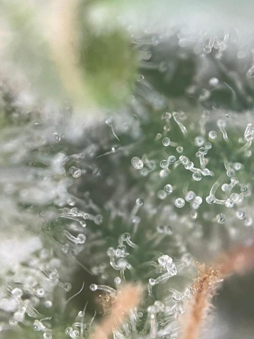 Blue Sunset Sherbert. Week 17