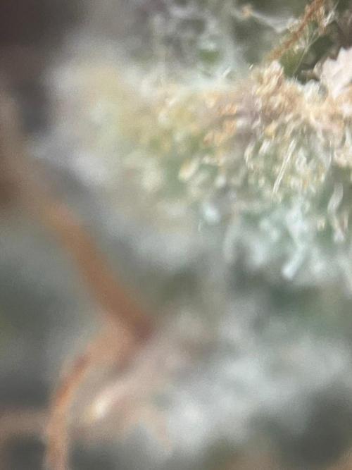 Blue Sunset Sherbert. Week 17