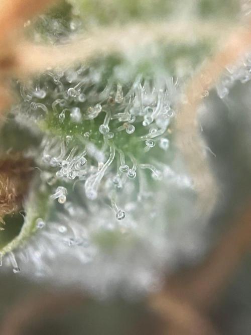 Blue Sunset Sherbert. Week 17