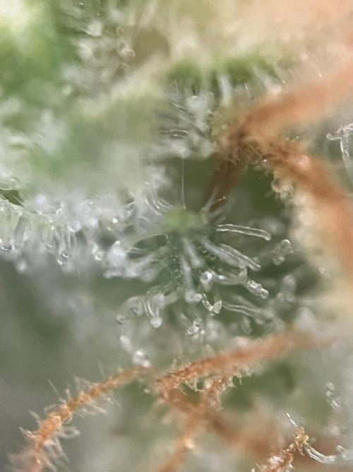 Blue Sunset Sherbert. Week 17