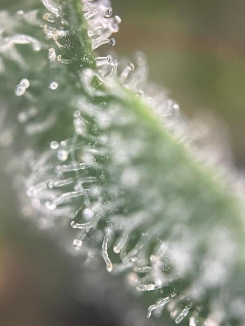 Blue Sunset Sherbert. Week 17