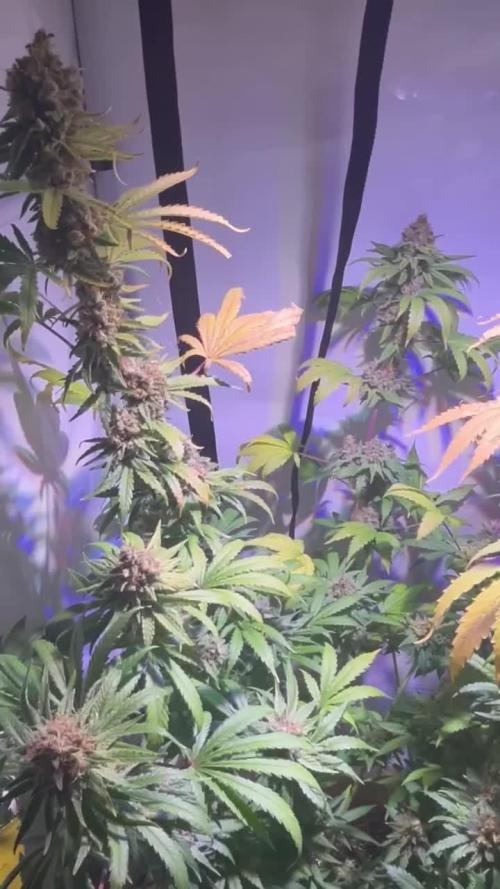 Blue Sunset Sherbert