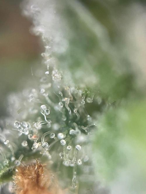 Blue Sunset Sherbert. Week 17