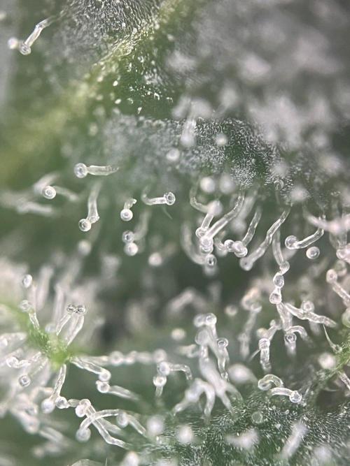 Blue Sunset Sherbert. Week 17