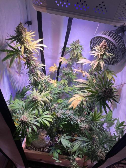 Blue Sunset Sherbert. Week 17