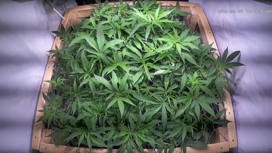 Utopia Haze