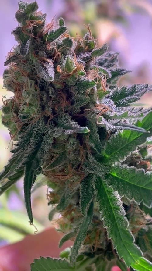 Blue Sunset Sherbert