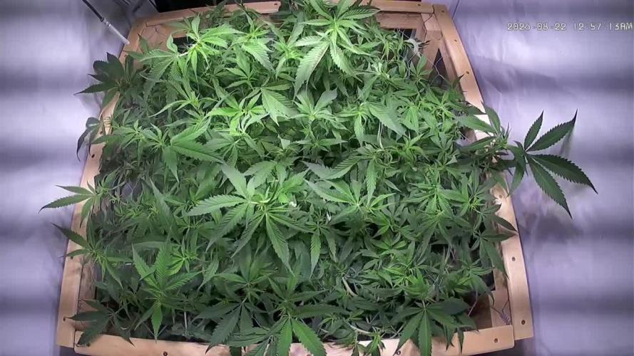 Utopia Haze