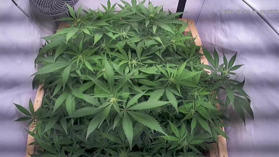 Utopia Haze
